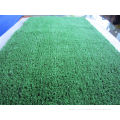 2800dtex 6mm Green Fake Artificial Pet Grass Environmental Friendly